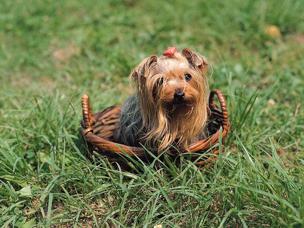 dog022
