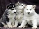 malamutiii