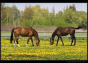 konik